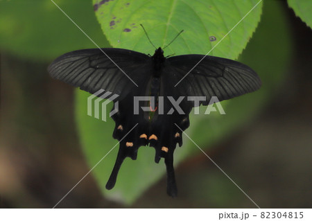 秋の公園でアジサイの葉に止まるクロアゲハ 82304815