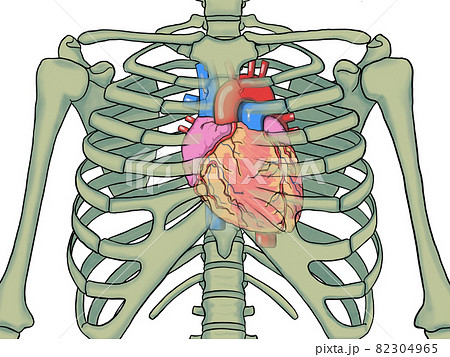 心臓の位置のイラスト素材