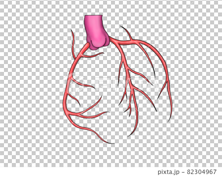 Blood vessel of the heart 82304967