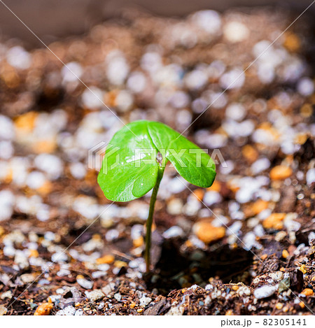 新芽　綿花　【 グリーン社会 イメージ 】 82305141