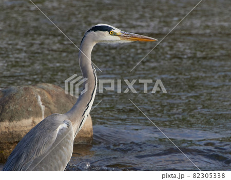 川辺にいるアオサギ（アップ） 82305338