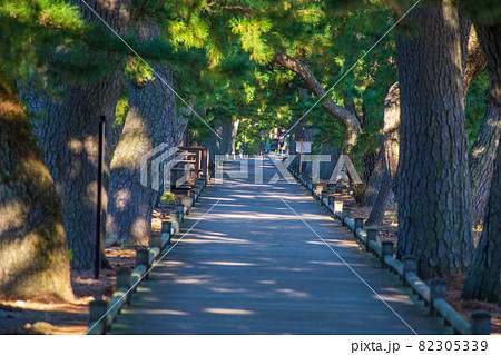 世界遺産　三保松原　神の道　　 82305339
