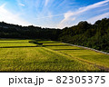 黄金色の田園風景 82305375