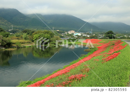 養老山地と津屋川堤の赤い彼岸花 養老山地と津屋川堤の赤い彼岸花 82305593