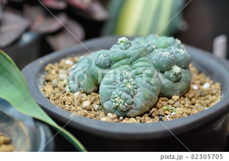 peyote cactus, Lophophora or cactus 82305705