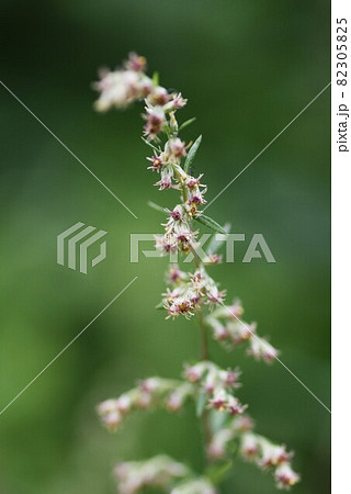 ヨモギの花 82305825