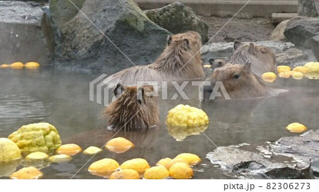 カピバラの露天風呂 カピバラの露天風呂 82306273