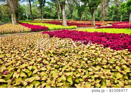 シックなコリウス 82306477