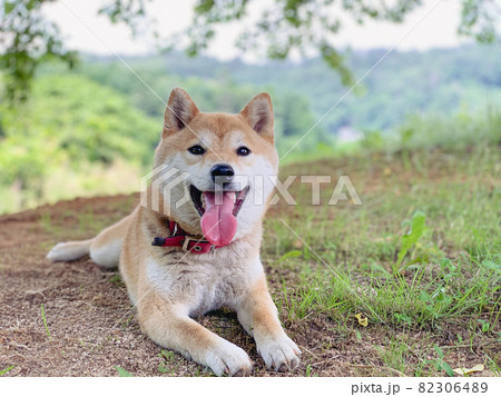 公園で遊ぶ愛犬 公園で遊ぶ愛犬 82306489