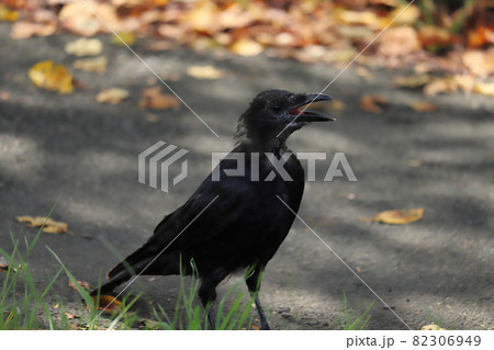 秋の公園を鳴きながらたたずむカラス 82306949