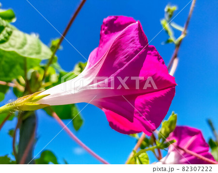 秋晴れと朝顔の花 82307222