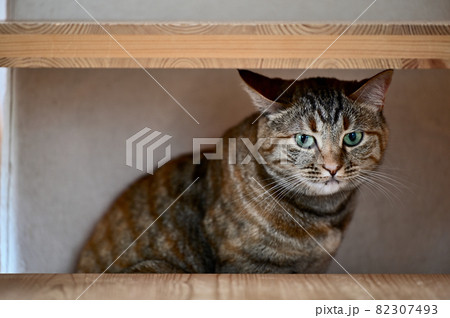 猫のいる生活 警戒心 猫のいる生活 警戒心 82307493