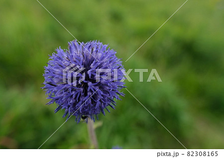 ヒゴタイ公園のヒゴタイ 82308165