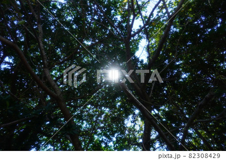 森で上を見上げると清々しい木漏れ日 82308429