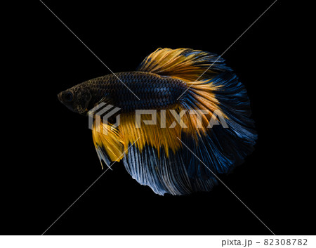 Multicolor half moon Betta splendens fish (Siamese fighting fish) on black background. 82308782