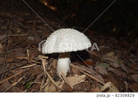 シロオニタケ 82308829