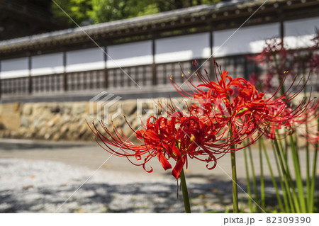塀をバックに咲く赤い彼岸花／東京都あきる野市 82309390