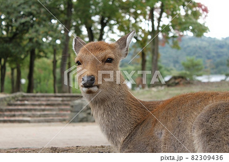奈良公園の鹿 82309436