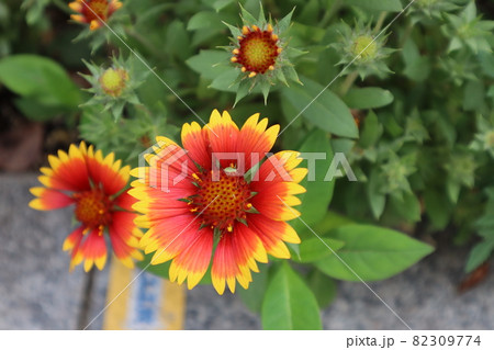 緑の虫のとまるテンニンギクの花とつぼみ 82309774