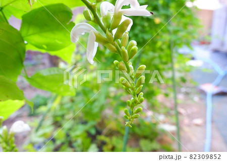 なたまめの花 野菜の花 82309852