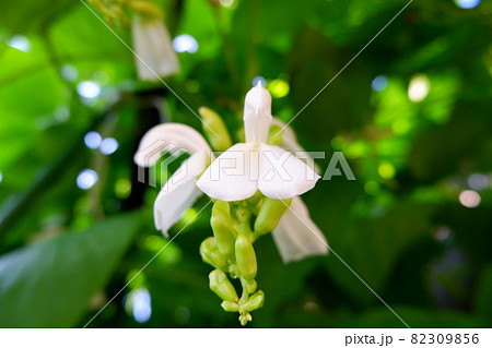 なたまめの花 野菜の花 なたまめの花 野菜の花 82309856