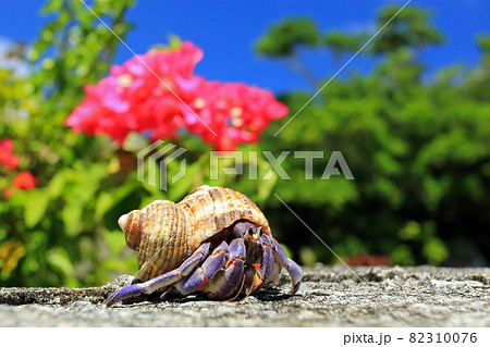 天然記念物 かわいいオカヤドカリ 沖縄 の写真素材