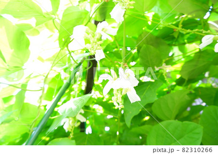 なた豆の花 野菜の花 82310266