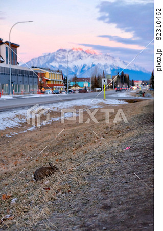 道端のウサギ 82310462