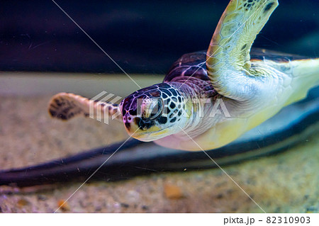 ウミガメ　のとじま水族館 82310903