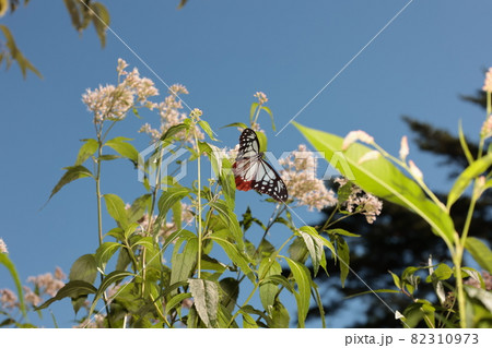 アサギマダラ蝶 82310973