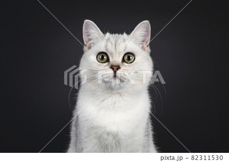 British Shorthair cat kitten on black British Shorthair cat kitten on black 82311530