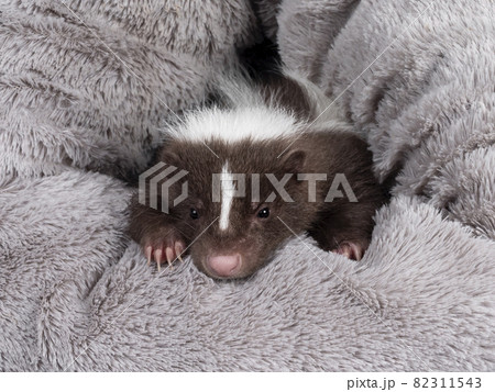 Full frame skunk in basket 82311543
