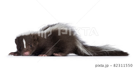 Brown skunk on white background 82311550