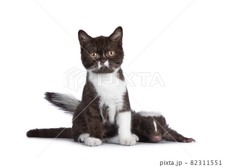 Cat and skunk on white background 82311551