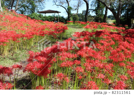 宮城県大崎市古川 羽黒山公園 彼岸花の写真素材