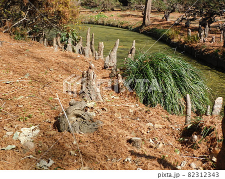 ラクウショウの呼吸根（気根・空気根） 82312343