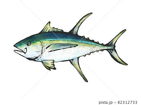 キハダマグロの手描き筆絵風イラスト 82312733