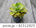 アガベ 82312825