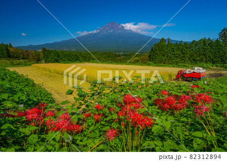 田んぼと富士山と彼岸花　収穫の秋　稲刈り　 82312894
