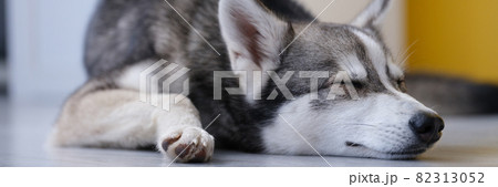 Small husky of Alaskan Klee Kai breed is sleeping on floor Small husky of Alaskan Klee Kai breed is sleeping on floor 82313052