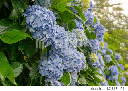 東京都北区王子の公園に咲く満開の紫陽花 東京都北区王子の公園に咲く満開の紫陽花 82313161