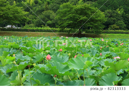 平ノ沢池の蓮 82313333