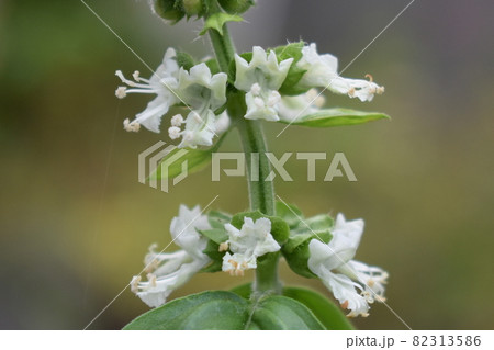 バジルの花 バジルの花 82313586