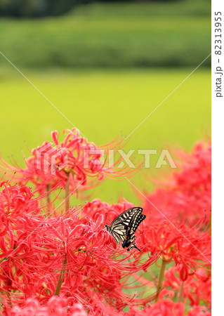 堺市南区の田園風景【大阪府】 82313955