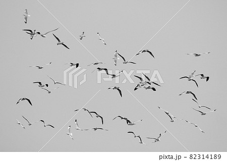 Many seagull flying among on the sky - black and white tone Many seagull flying among on the sky - black and white tone 82314189