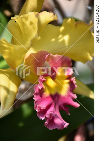 景色 風景 自然 82314207