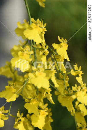 植物 植物画 晴れ 82314209