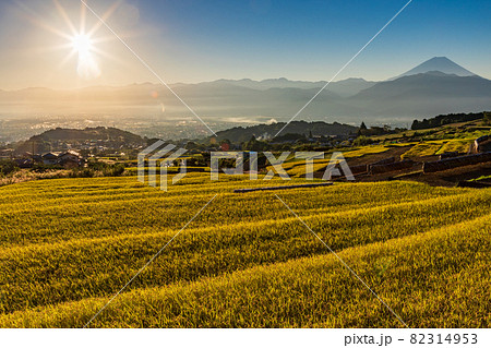 （山梨県南アルプス市）稲刈りが始まった、中野の棚田　後方に富士山 82314953