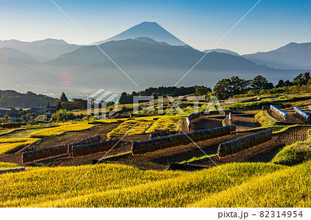 （山梨県南アルプス市）稲刈りが始まった、中野の棚田　後方に富士山 82314954