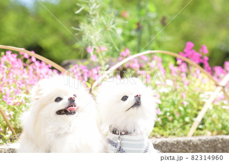 可愛い2匹の白いポメラニアン 82314960